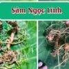 cu sam ngoc linh tuoi