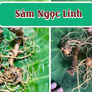 cu sam ngoc linh tuoi